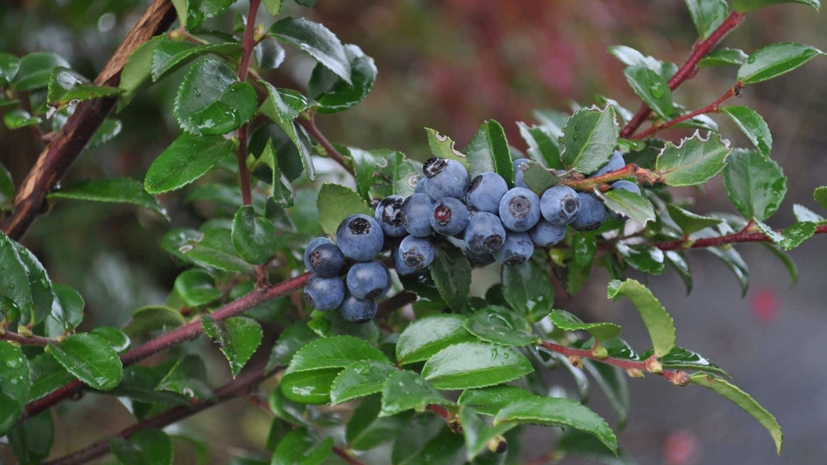 superfood huckleberry know these 5 benefits of this blueberry