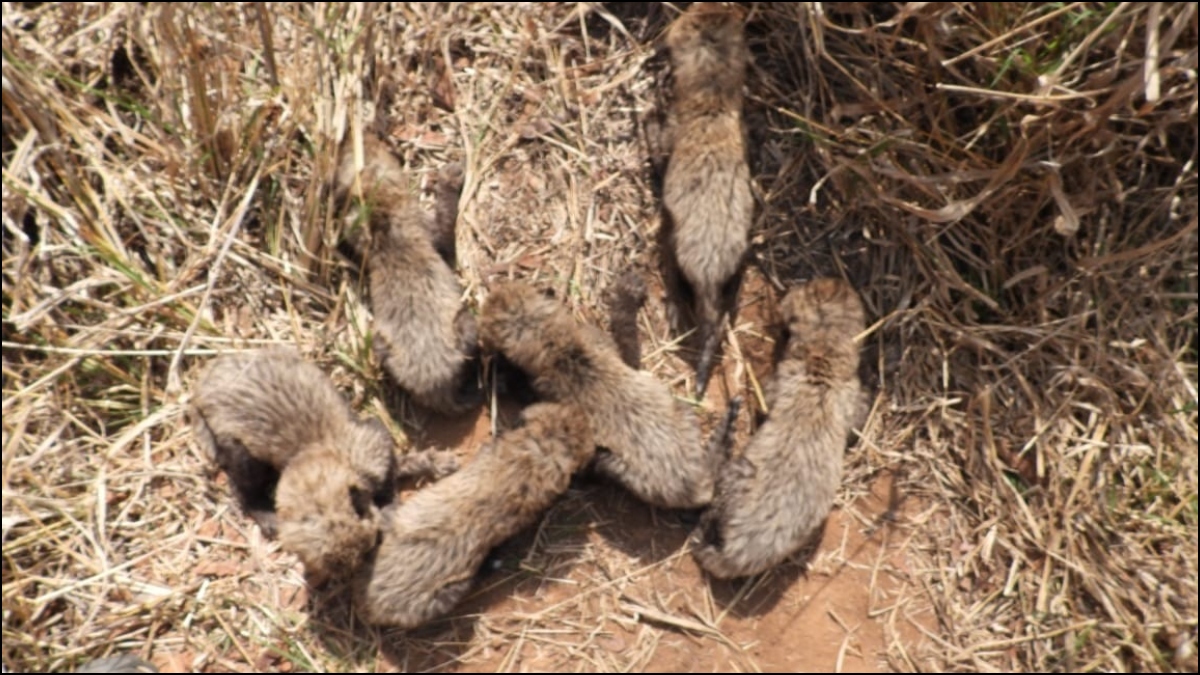 South African cheetah Gamini gave birth to 'record' six cubs, not five in Kuno Park: Union Minister