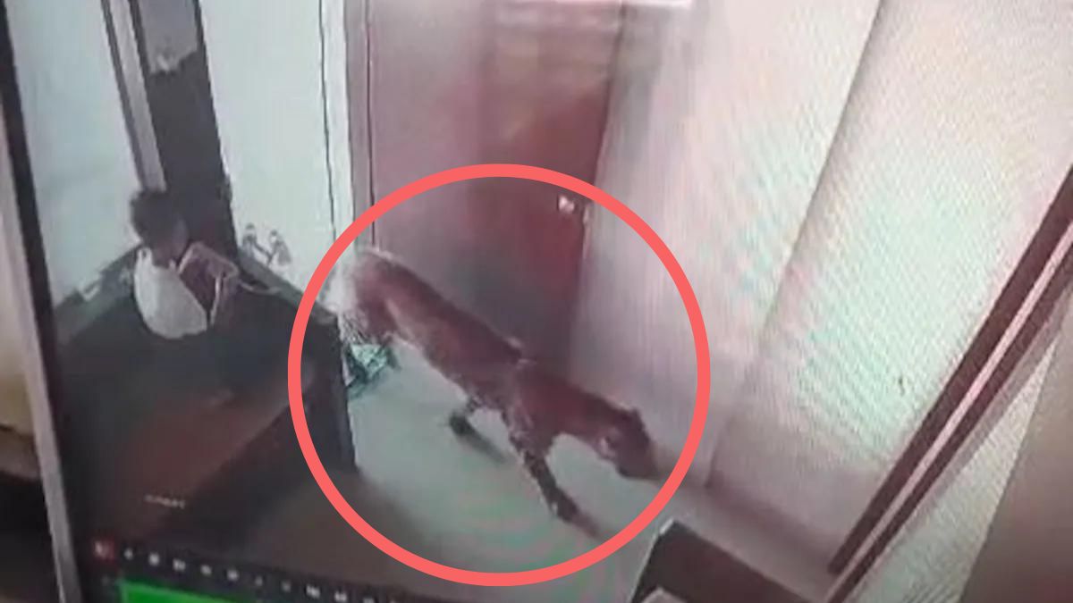 Oh my god! 12-year-old brave Nashik boy locks leopard in room, CCTV footage will shock you