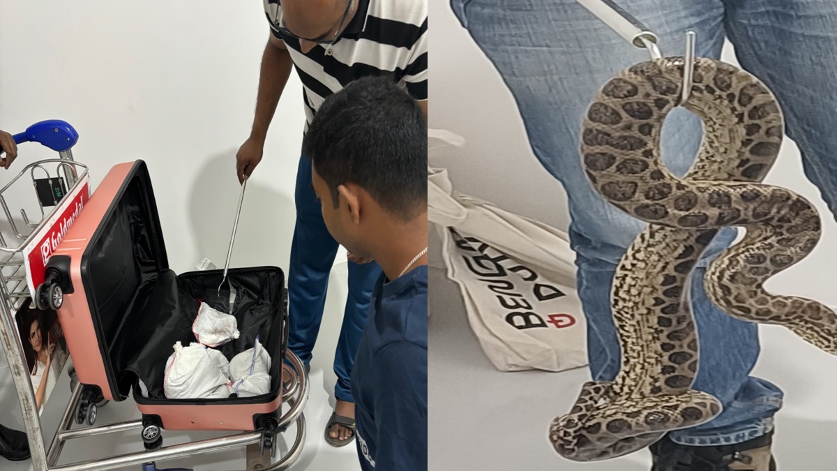 Passenger from Bangkok arrested with 10 yellow anacondas at Bengaluru airport | PICS