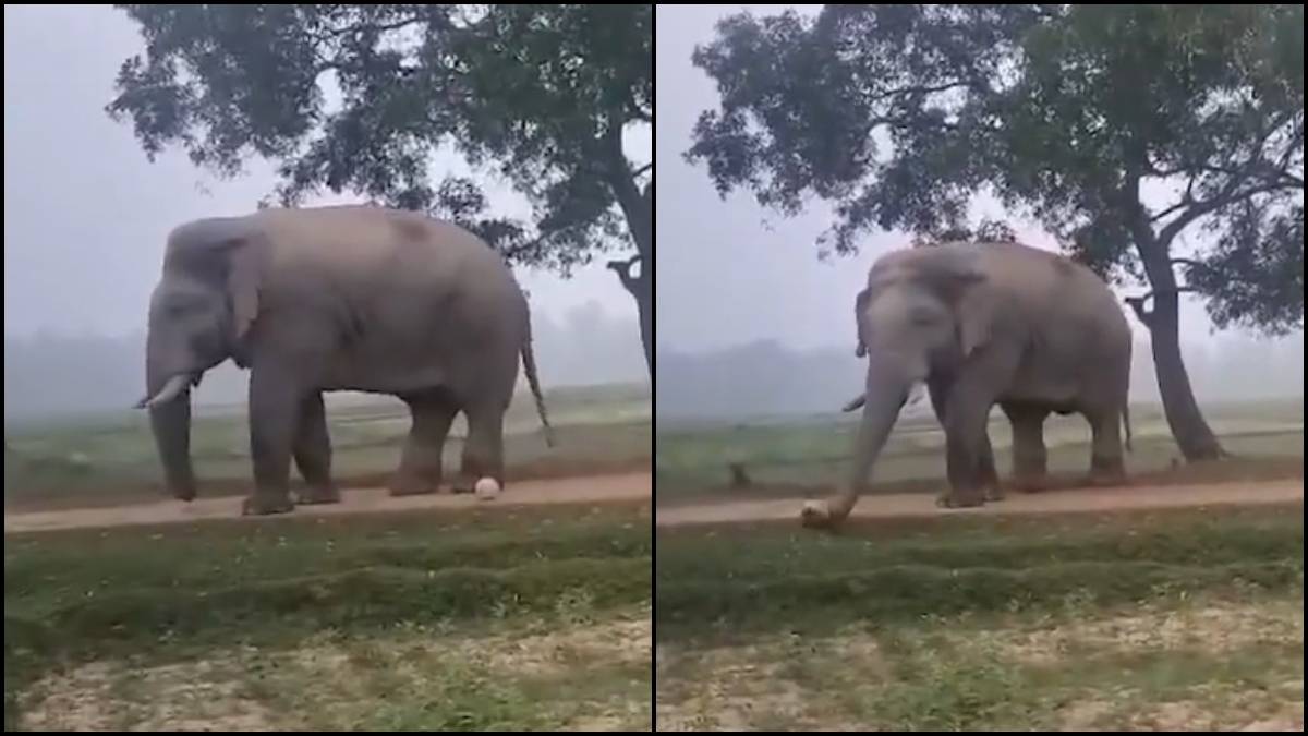 WATCH: Locals cheer as happy elephant 'Ramlal' plays football in Jharkhand's Ghatshila | WATCH