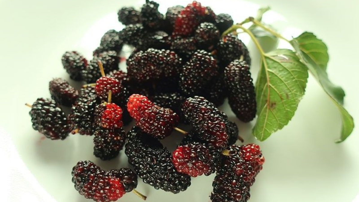 Superfood Mulberries: Know THESE 5 benefits of Sha