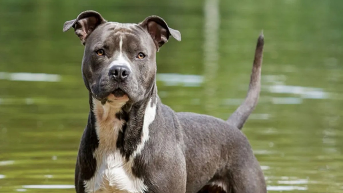 Tamil Nadu bans 23 'ferocious' dog breeds including Pitbull terrier, Tosa Inu