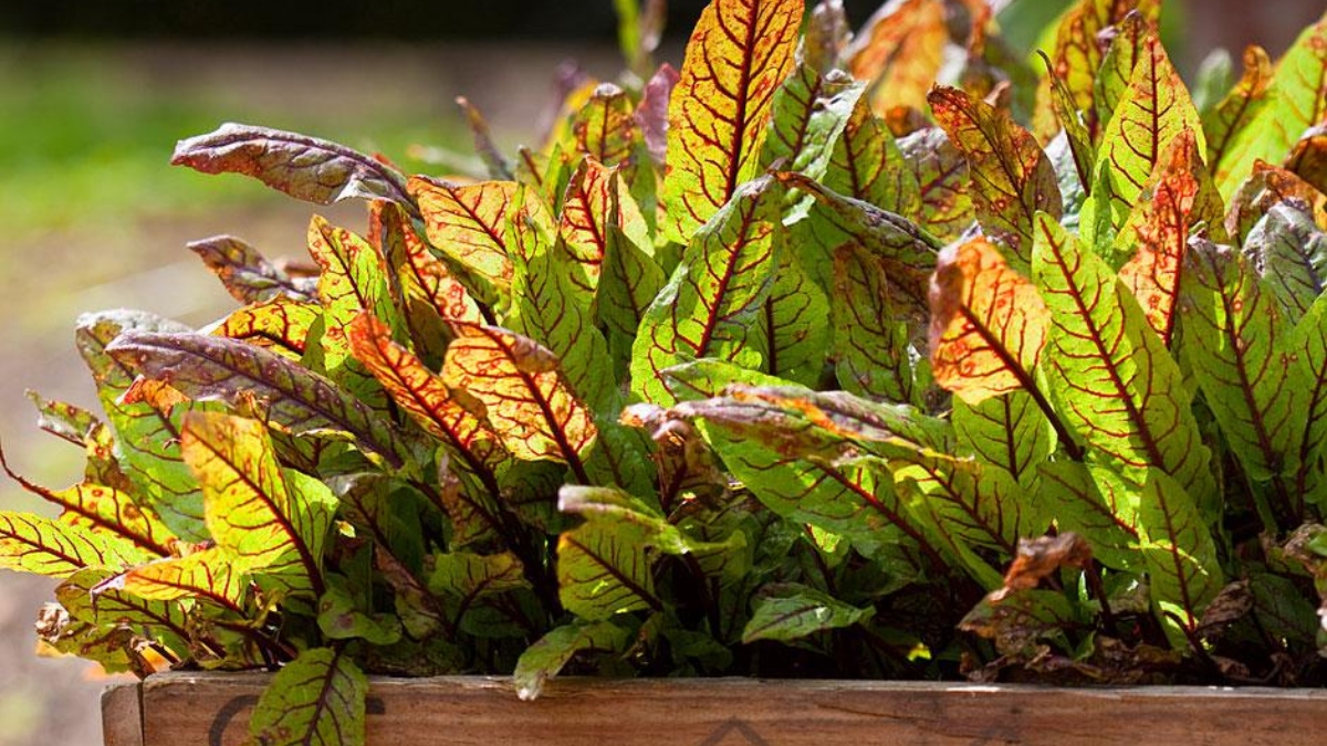 Superfood Sorrel: Know THESE 5 benefits of this Leafy Vegetable