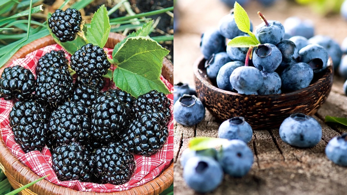 Blackberry vs Blueberry: Which fruit is healthier?