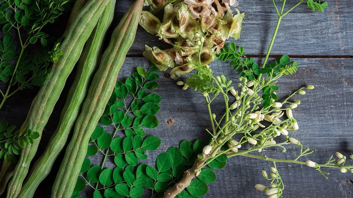 Superfood Moringa: Know THESE 5 benefits of Drumstick Leaves