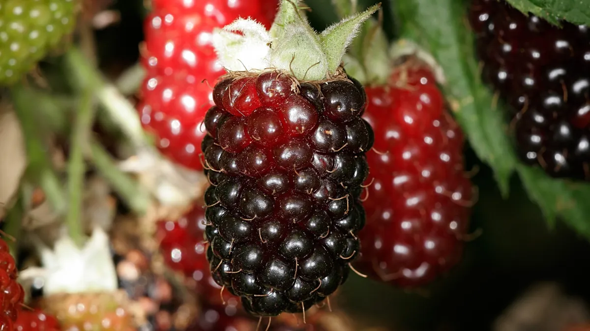 Superfood Boysenberry: Know 5 benefits of Newberry