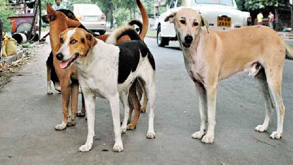 Nagpur: Three-year-old child dies after being attacked by stray dog