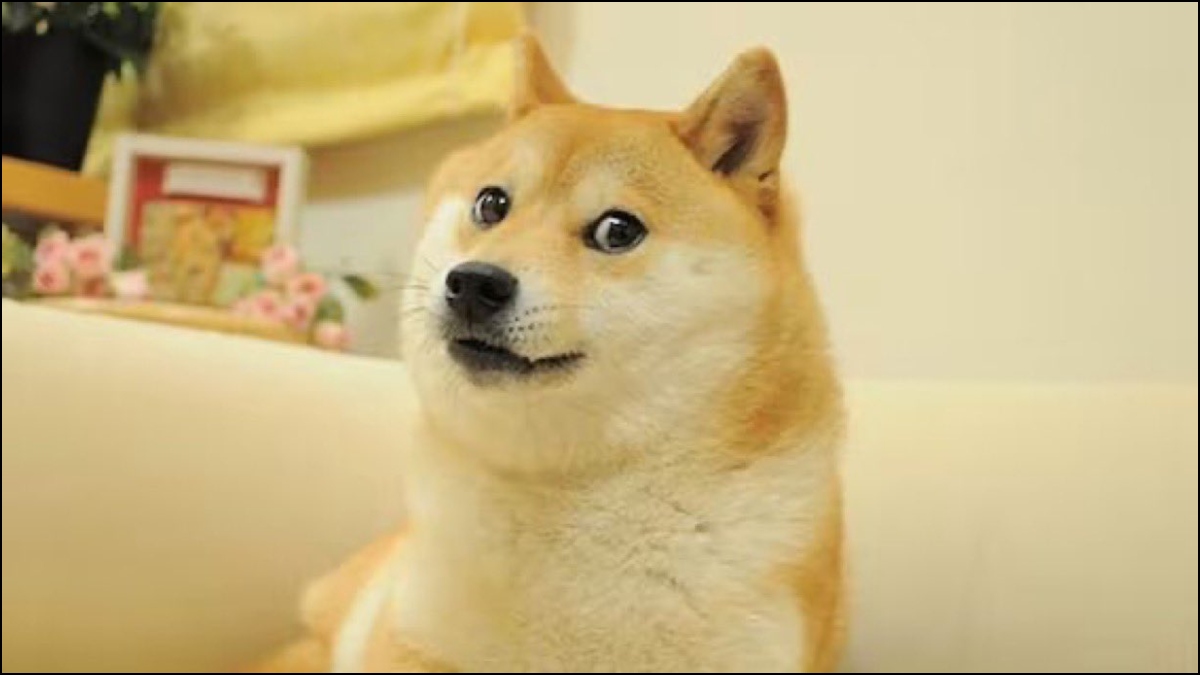 Kabosu, the iconic Japanese dog who inspired Dogecoin, passes away at 18