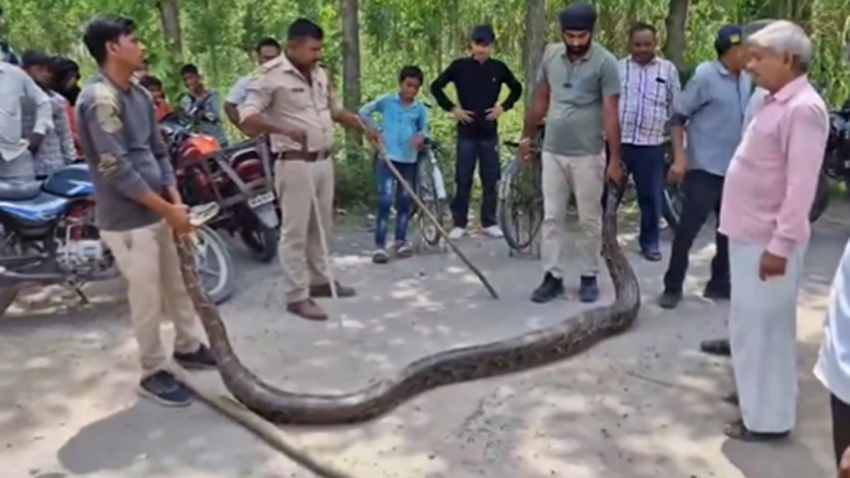 Watch: Massive 13-feet-long python rescued from Haridwar's Ismailpur ...