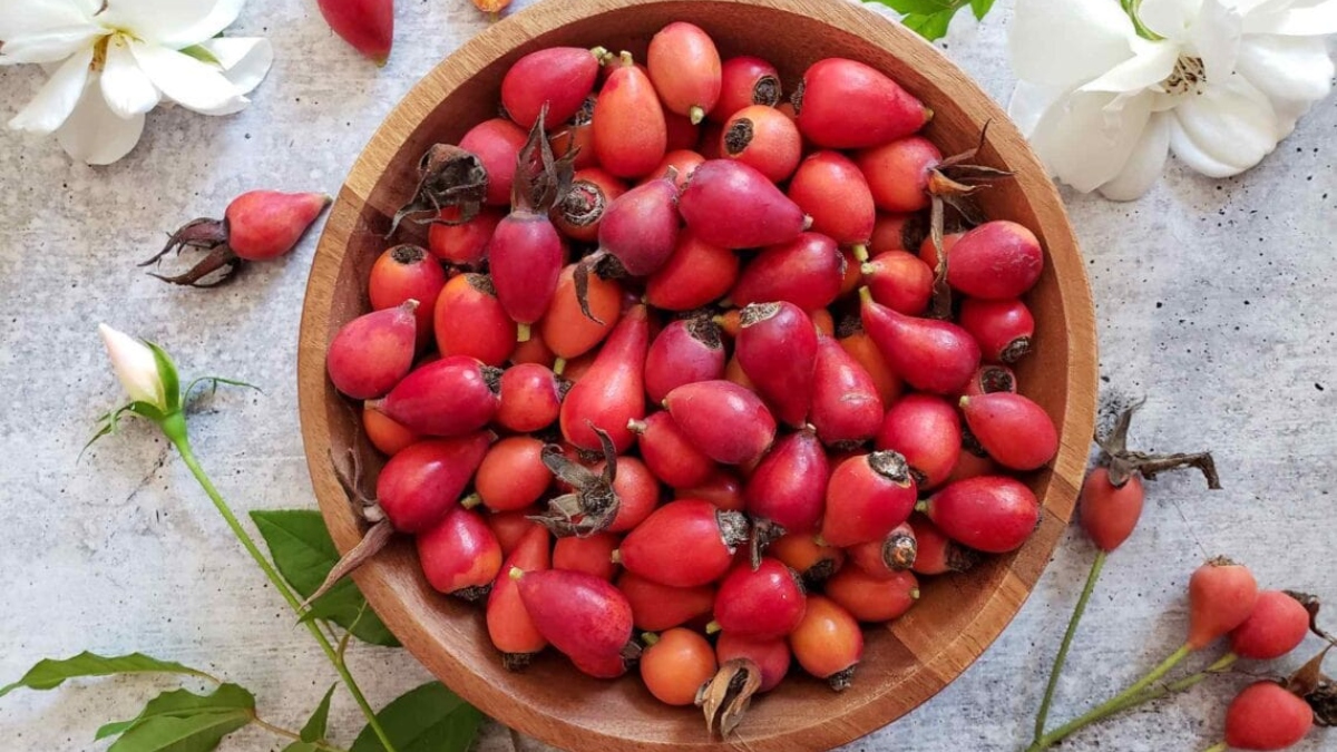 Illustration of Guinea Pig Rose Hip Skin Health Food