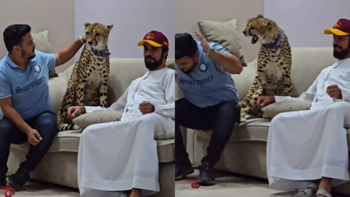 Pakistani content creator tries to ‘pet’ cheetah, attacked in viral video, users say, ‘You deserve it’