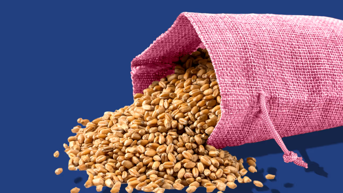 Superfood Wheat Germ: Know THESE 5 benefits of Sprouted Wheat