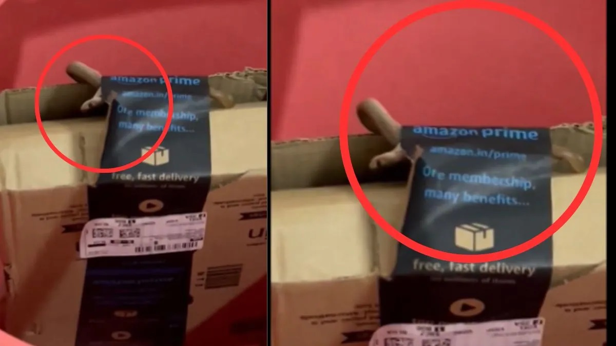 Bengaluru woman discovers live cobra in Amazon package, company responds | VIDEO