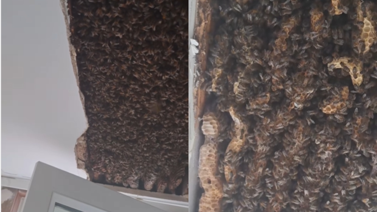 Spine chilling video shows massive bee infestation in Scotland house | WATCH