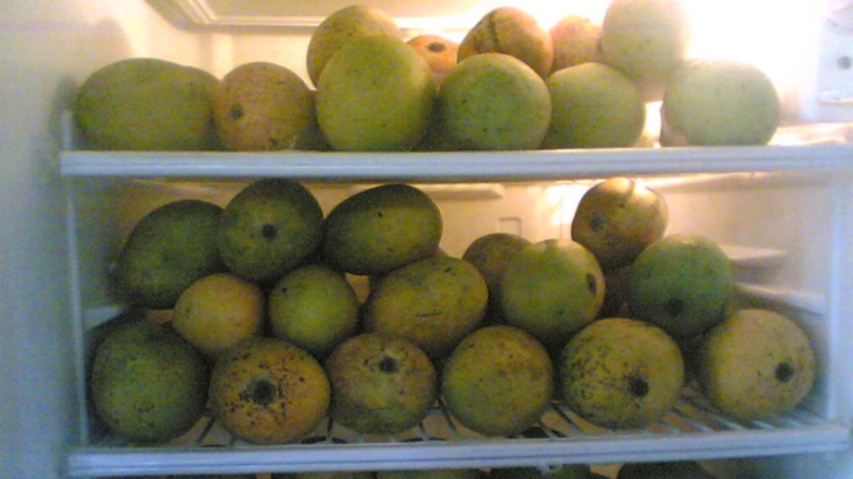 Should mangoes be kept in the fridge or not? Know how to store them and prevent them from spoiling