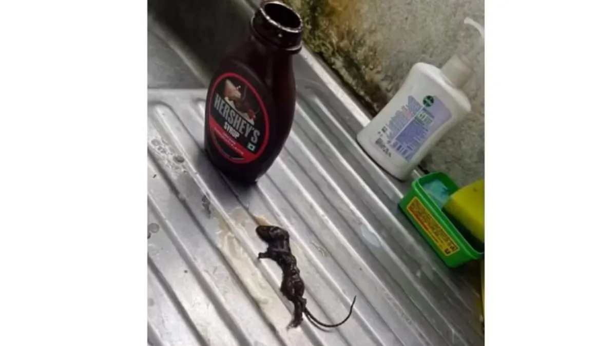 A woman allegedly finds a dead mouse in Hershey's chocolate syrup.