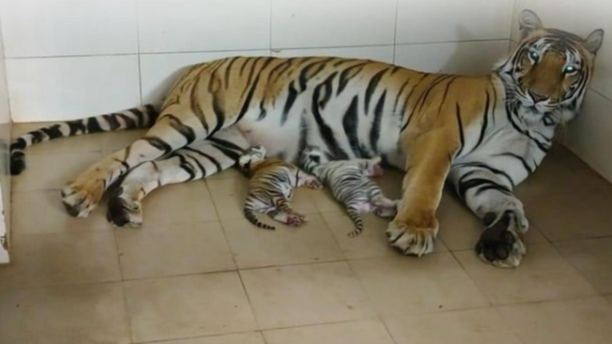 Madhya Pradesh: Tigress gives birth to three cubs, including one white, in Gwalior zoo