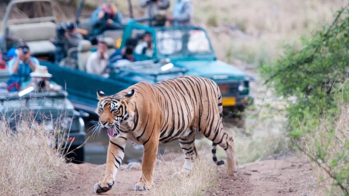 Experience these 5 best, thrilling Tiger Safaris across India this monsoon