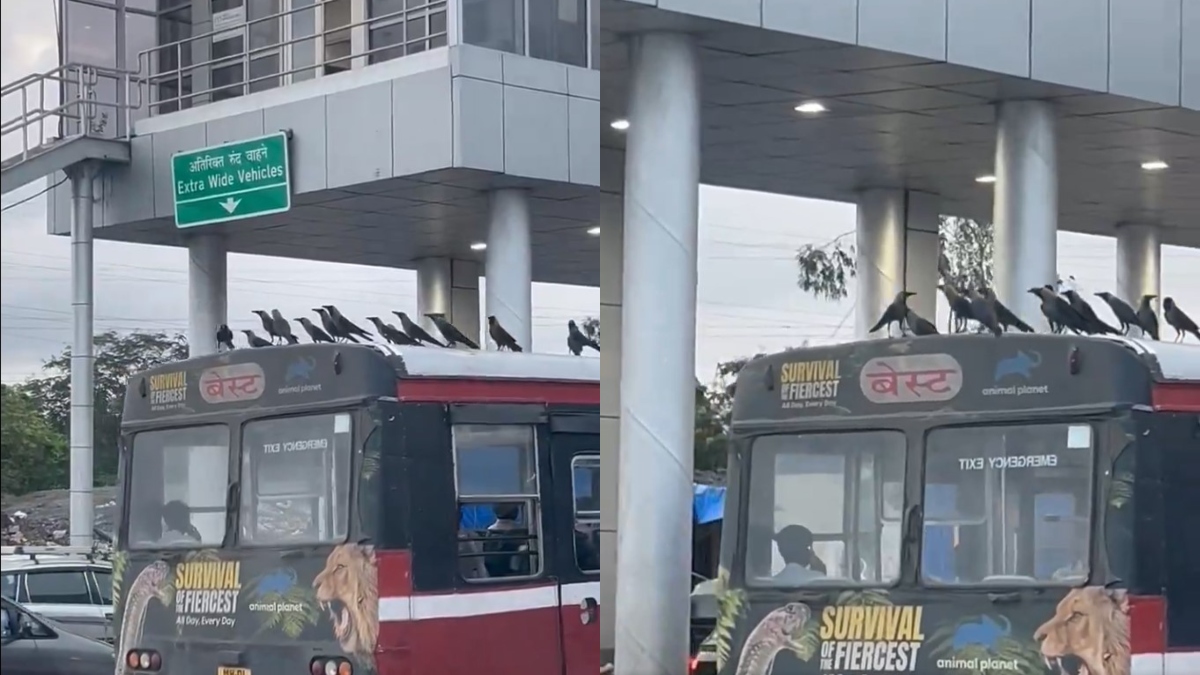 Crows take a free ride on Mumbai's BEST bus, video goes viral | WATCH