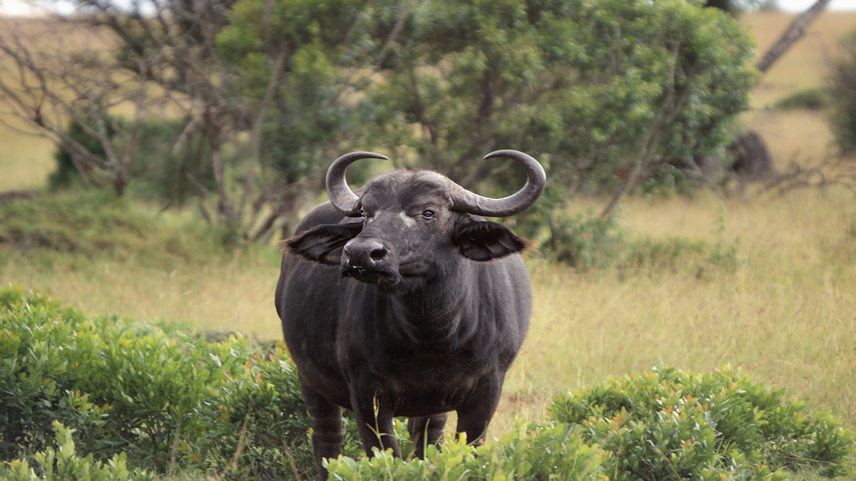 Bizarre Buffalo finds its owner after police panchayat fail to help in