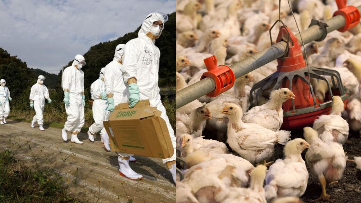US Four human bird flu infections found in Colorado, health dept warns