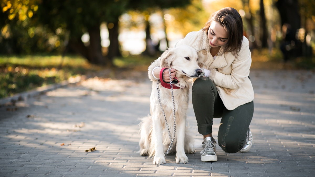 Smell of stress from humans could affect dog's emotions, study finds