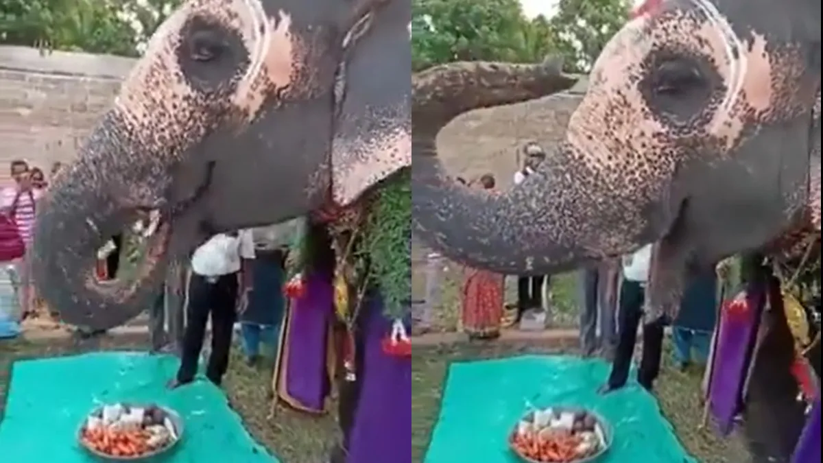 Elephant celebrates birthday with dance and special thali feast