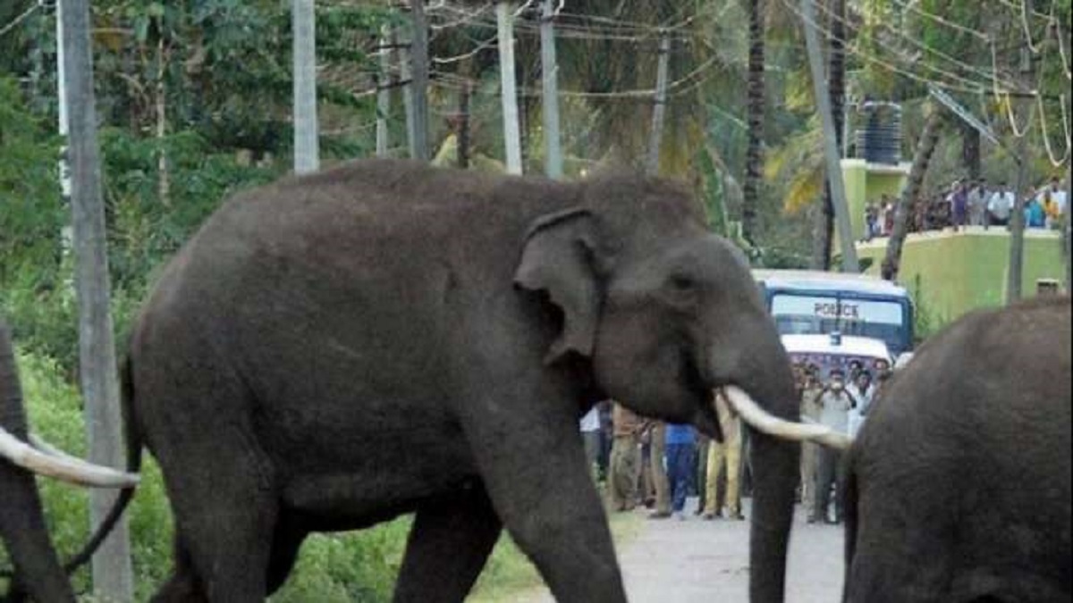 Jharkhand: Two killed in elephant attack in East Singhbhum district