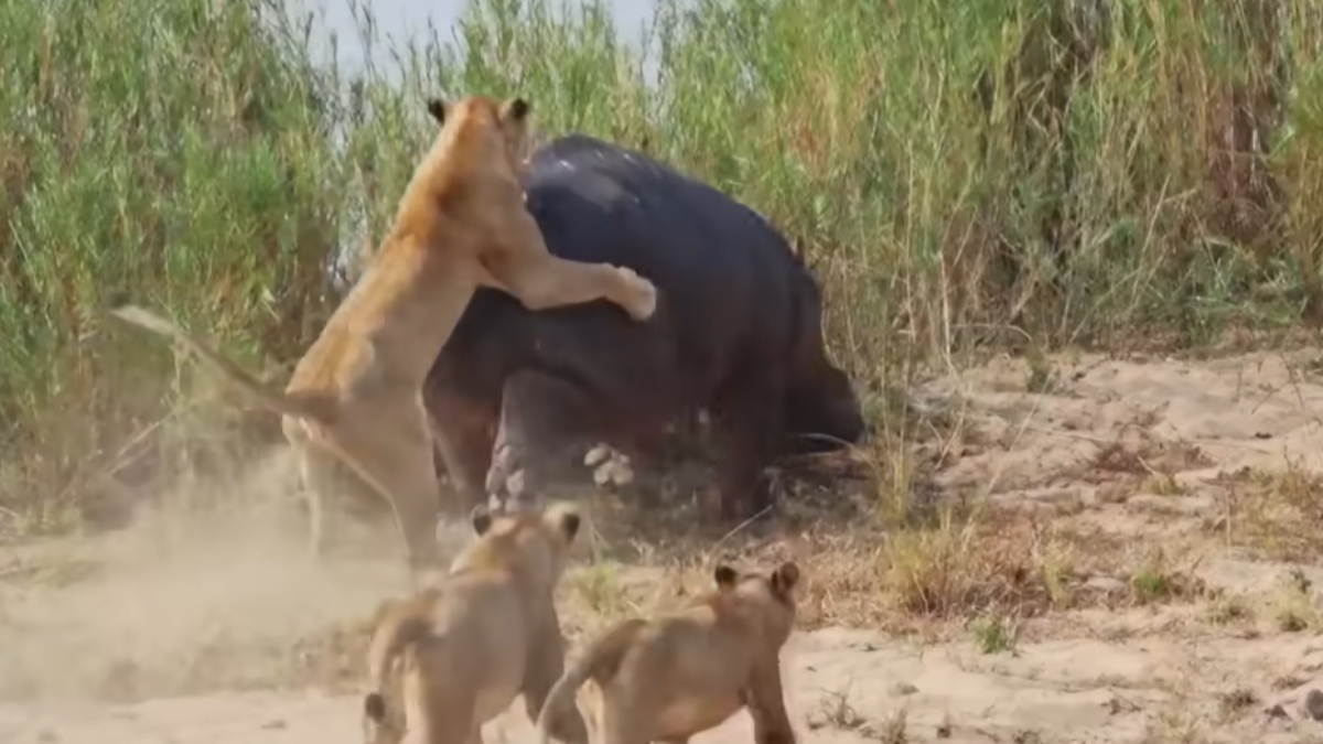 Hippo fights with 5 lionesses at Kruger National Park in South Africa | Watch viral video