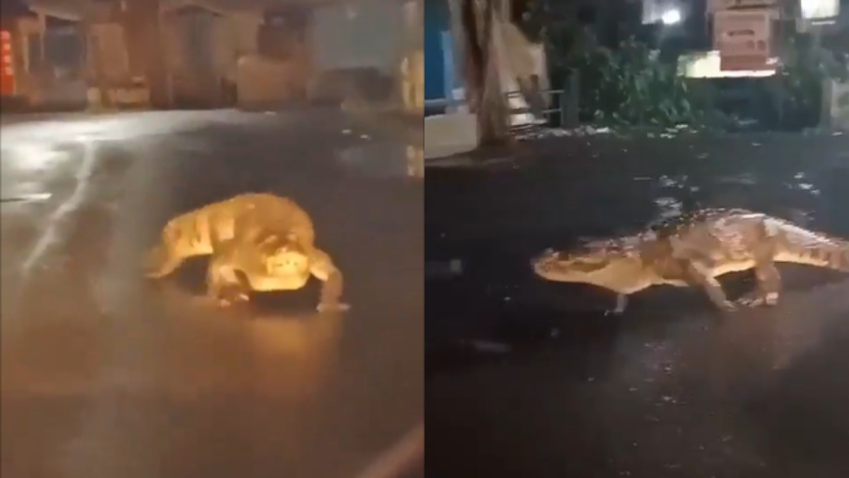 8-feet crocodile spotted roaming Maharashtra streets amid heavy rainfall | WATCH