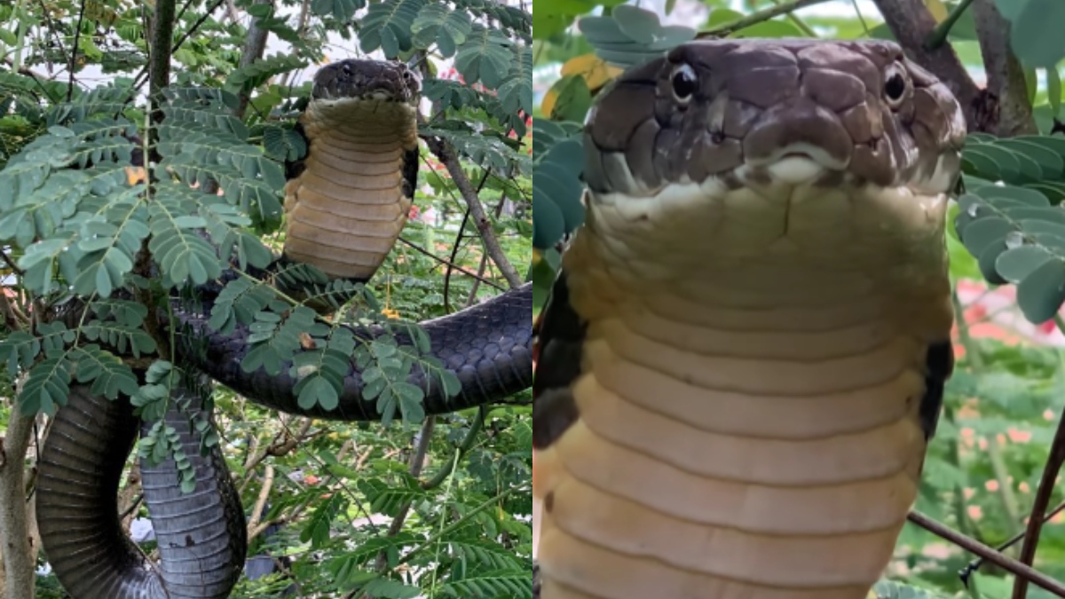 Incredible rescue video of massive 12-foot king cobra will give you goosebumps | WATCH