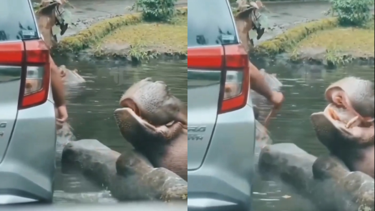 Viral video of man throwing 'plastic bag' into hippo's mouth triggers outrage on internet