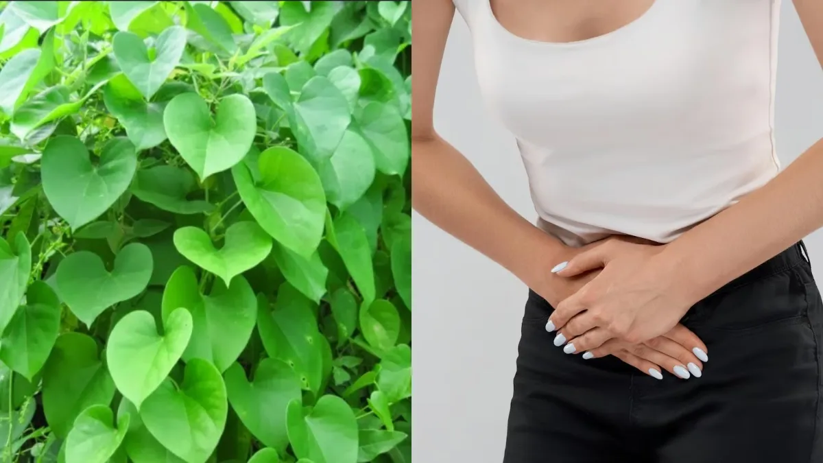Women must consume these herbs to get relief from PCOS or PCOD.