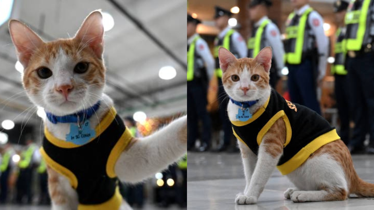 'Employee of the month': Stray cat becomes security guard in Philippines mall | WATCH