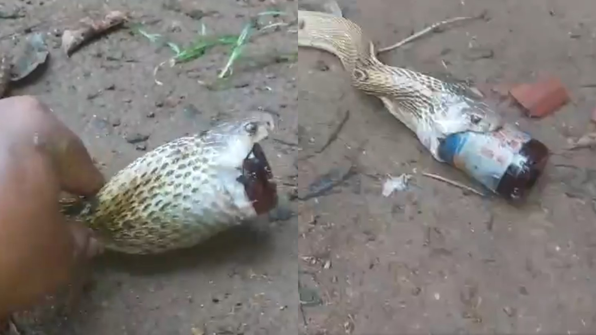 Internet applauds rescue team after cobra swallows cough syrup bottle in Bhubaneswar | WATCH