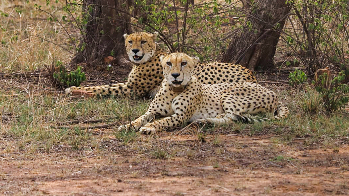 Namibian cheetah, Pawan, dies at Kuno National Park in Madhya Pradesh