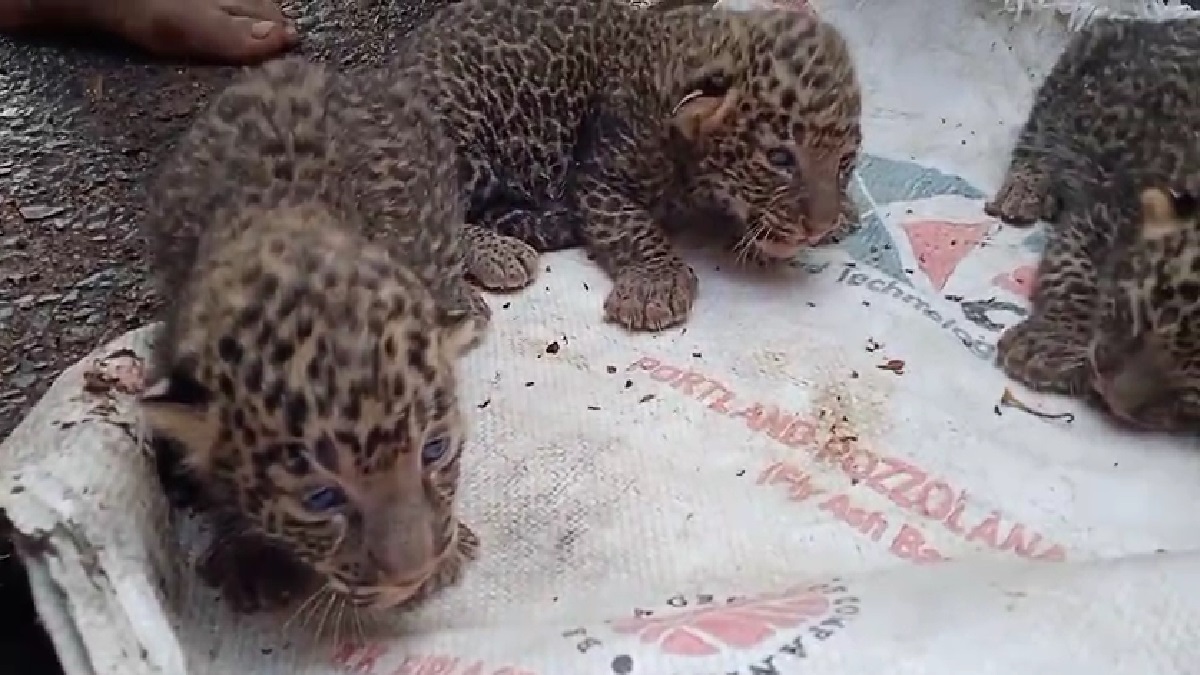 Leopard gives birth to three cubs in Maharashtra's Chandrapur, heartwarming video surfaces