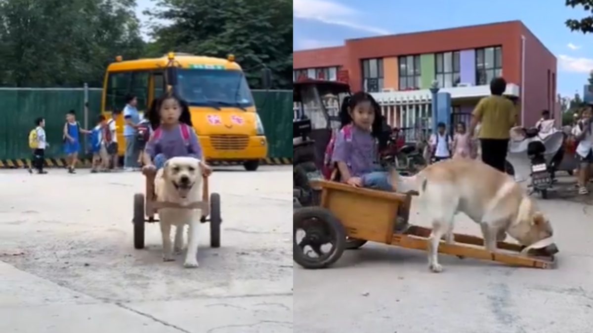 Dog becomes a chauffeur and drives little girl safely around in a cart