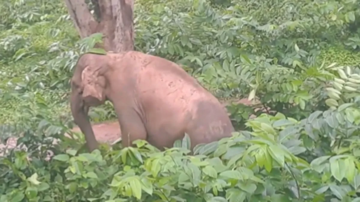 The elephant was reportedly pregnant, according to locals.