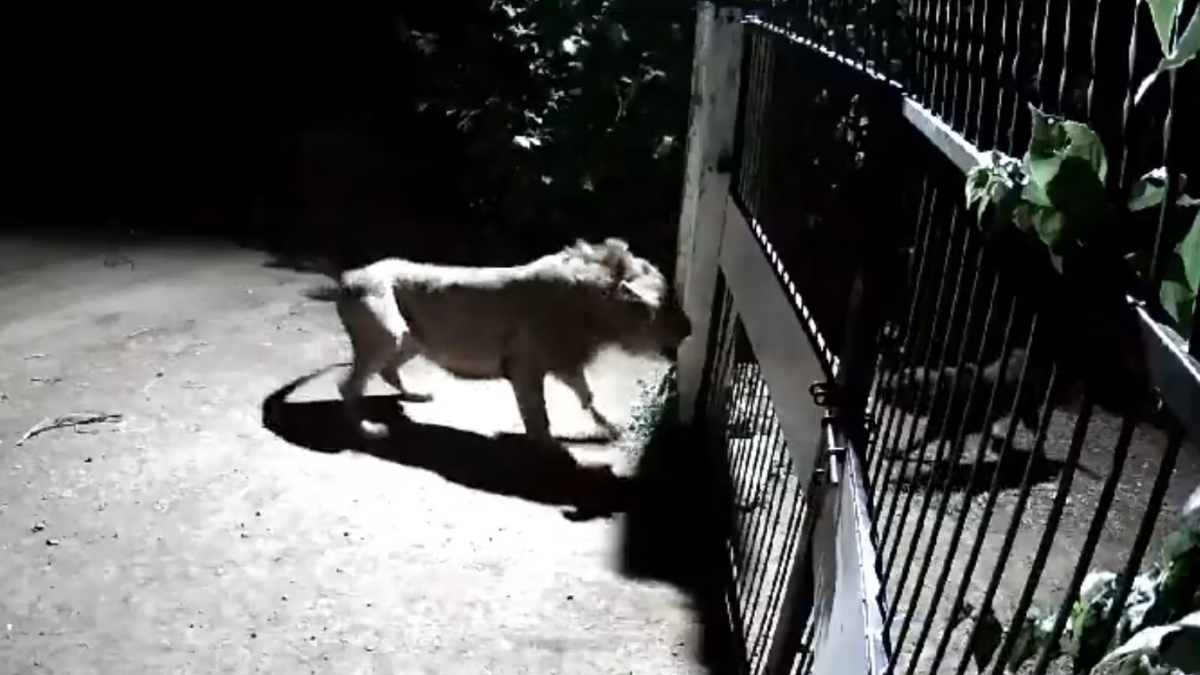 CCTV captures encounter between lions and village dogs in Gujarat's Amreli, video goes viral | WATCH