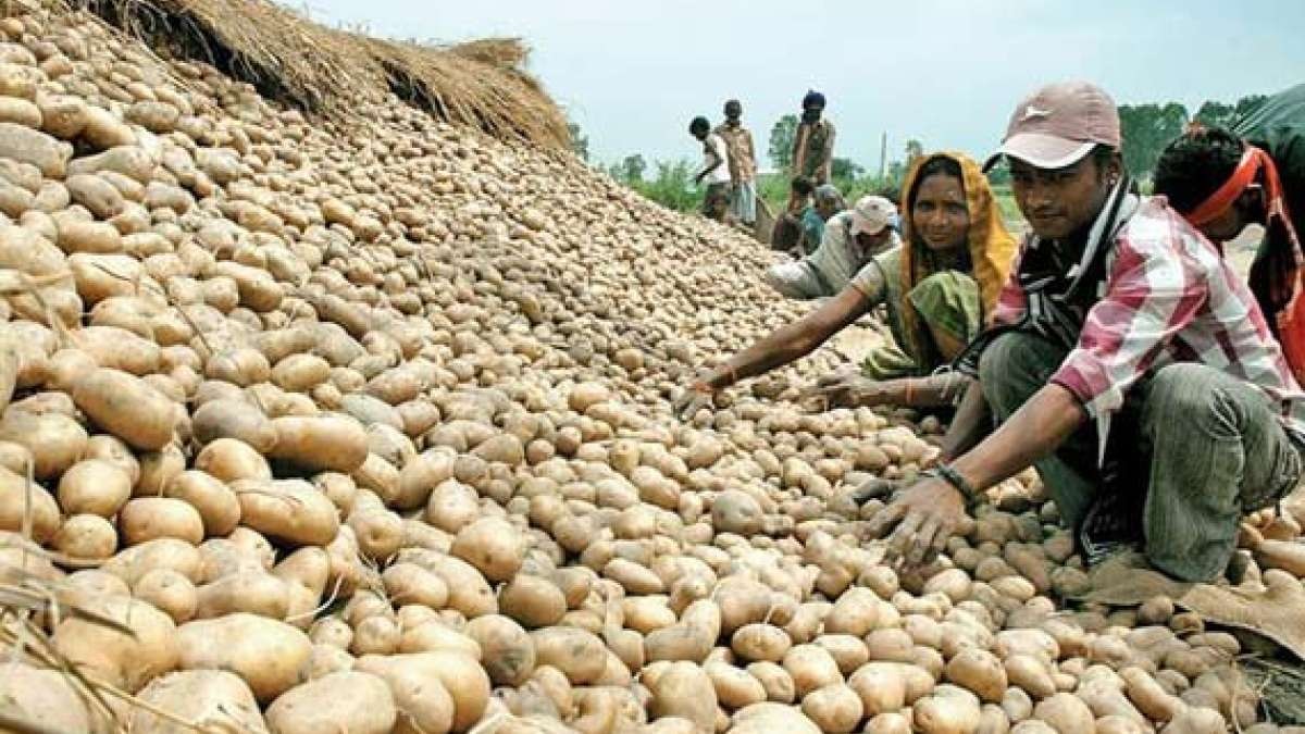 Odisha likely to procure potatoes from Punjab amid inadequate supply from Bengal