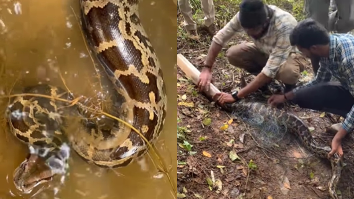 Massive python gets entrapped in fishing net in Karnataka | Watch spine-chilling video