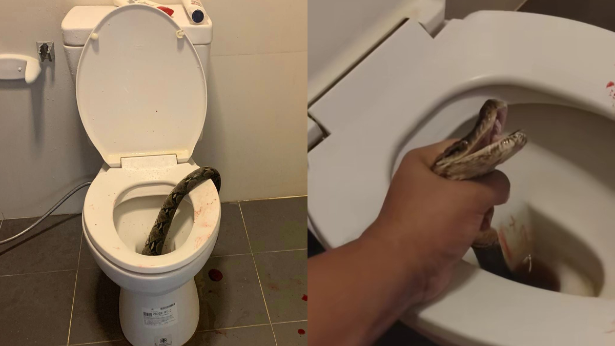 Man attacked by 12-foot snake while using toilet, leaves scene covered in  blood | WATCH – India TV