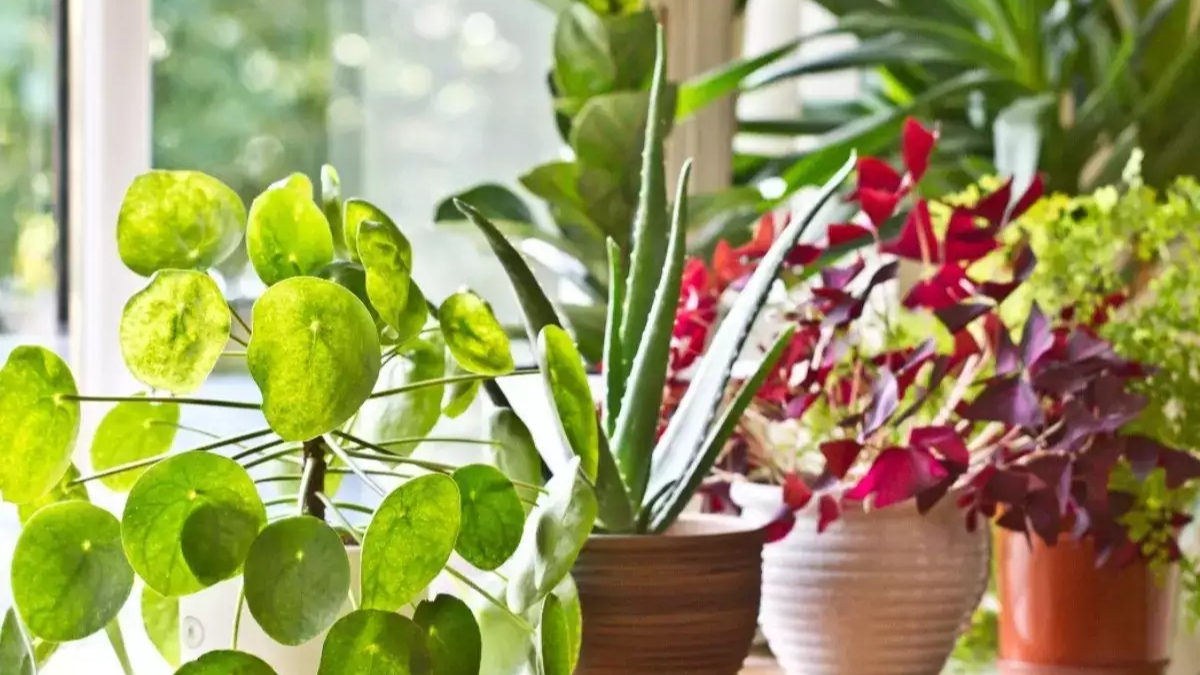 Say NO to medicines with THESE 10 Ayurvedic plants that are more