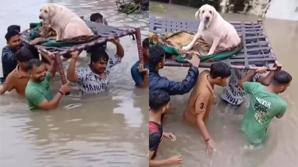 'Humanity still exists': Residents carry dog on cot while navigating neck-deep floodwaters in Gujarat | WATCH