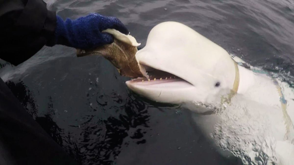 Russia's most advanced 1225 kg 'spy whale' Hvaldimir found dead near Norway