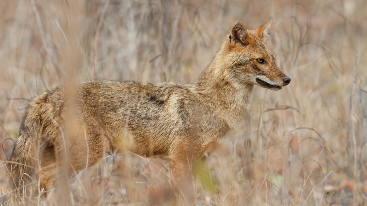 Villagers kill jackal after it attacked several people in Hamirpur, Uttar Pradesh – India TV