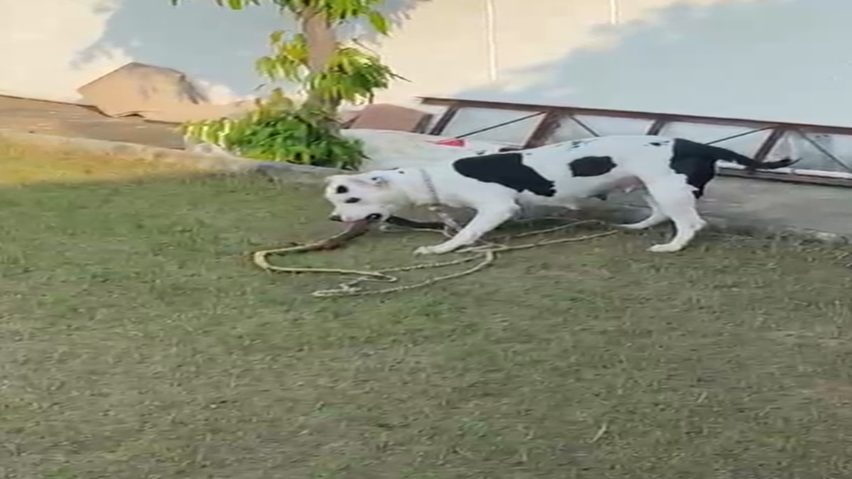 WATCH VIDEO Pit bull saves child by killing King Cobra that entered