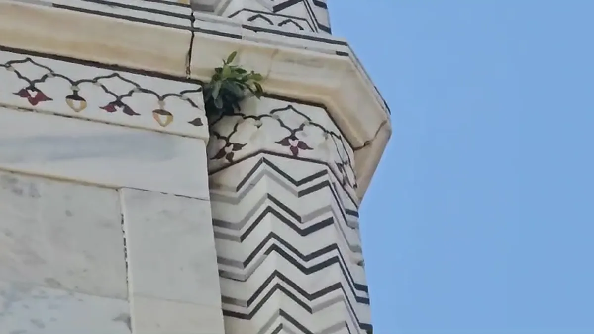 A plant grows out of Taj Mahal's main pillar